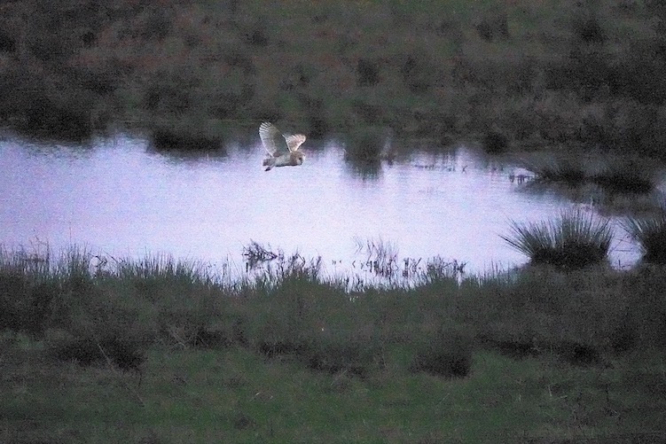 barn owl